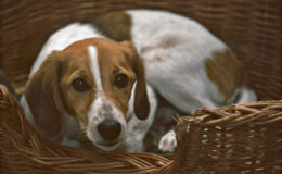 016 - mit treuem hundeblick